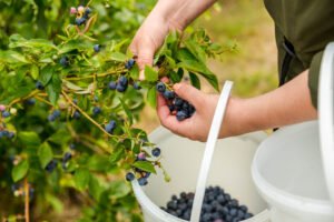 Økologiske pluk selv blåbær