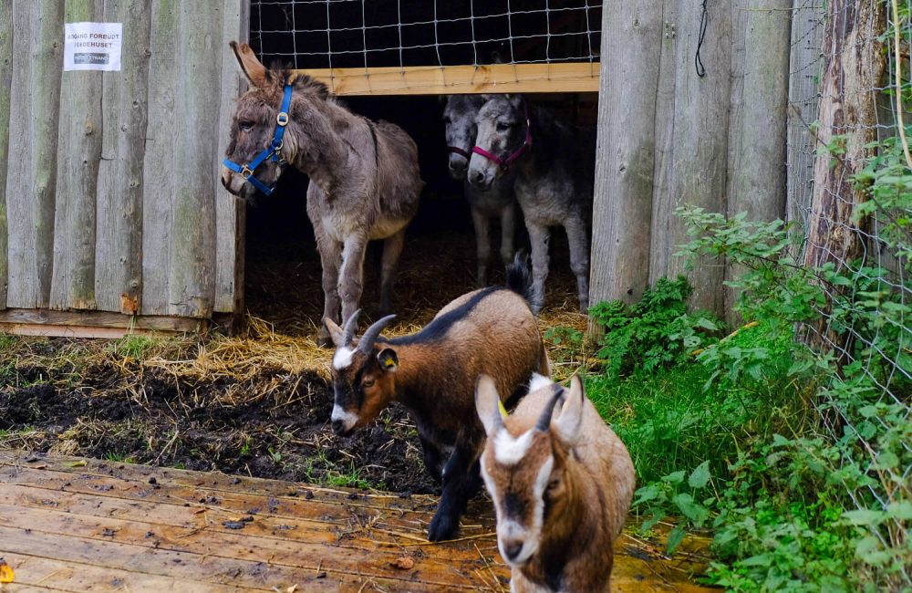Æsler og geder på Feddet