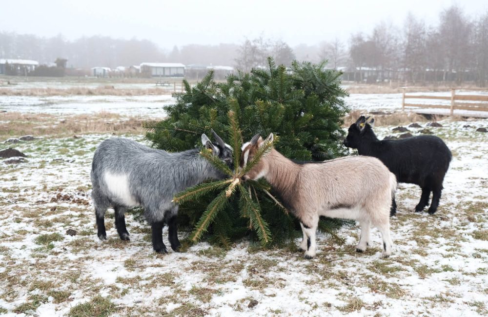 Oplev dyrene på Feddet