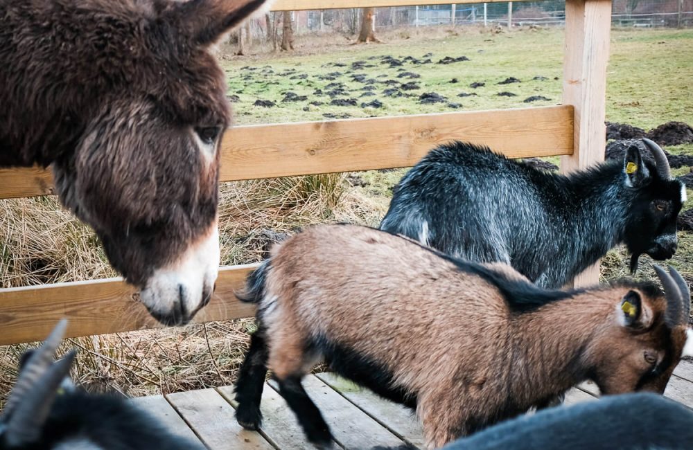 Vi har klappegeder på pladsen