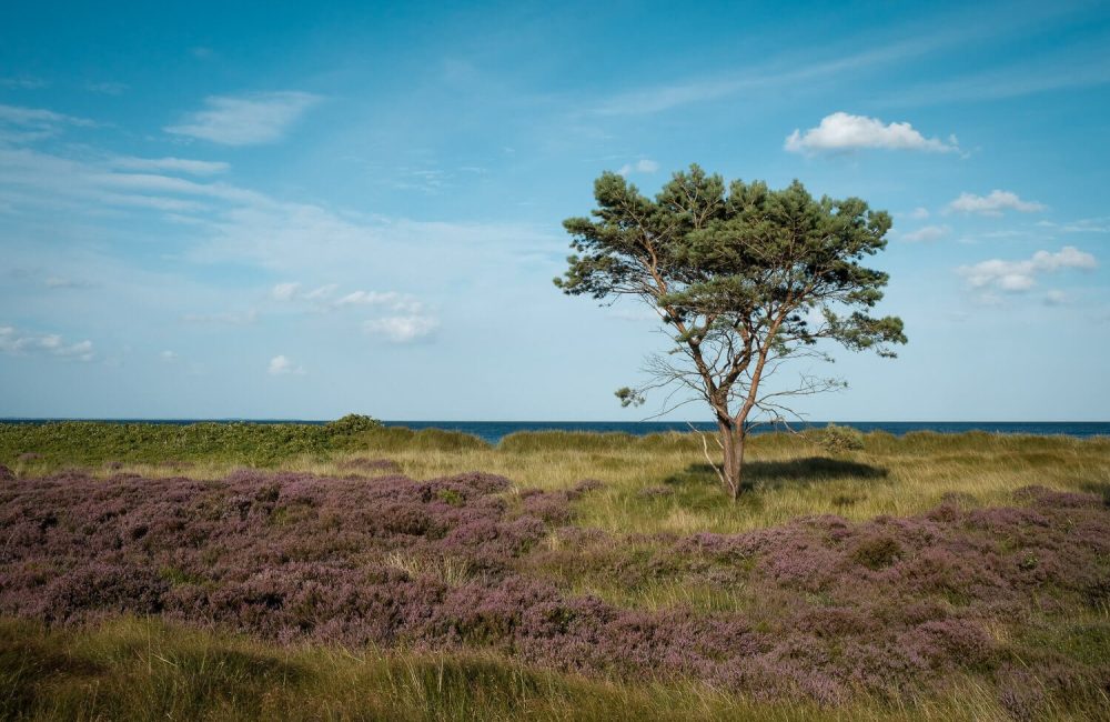Sjællands største hede