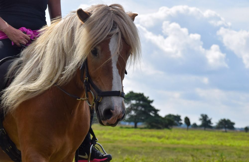 Oplev Feddet på hesteryg