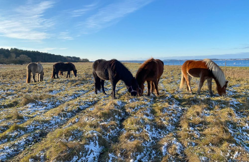 Heste om vinteren på Feddet