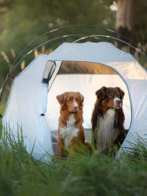 Hunde i telt